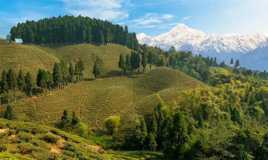 Best Hill Stations in India for Summer Holidays