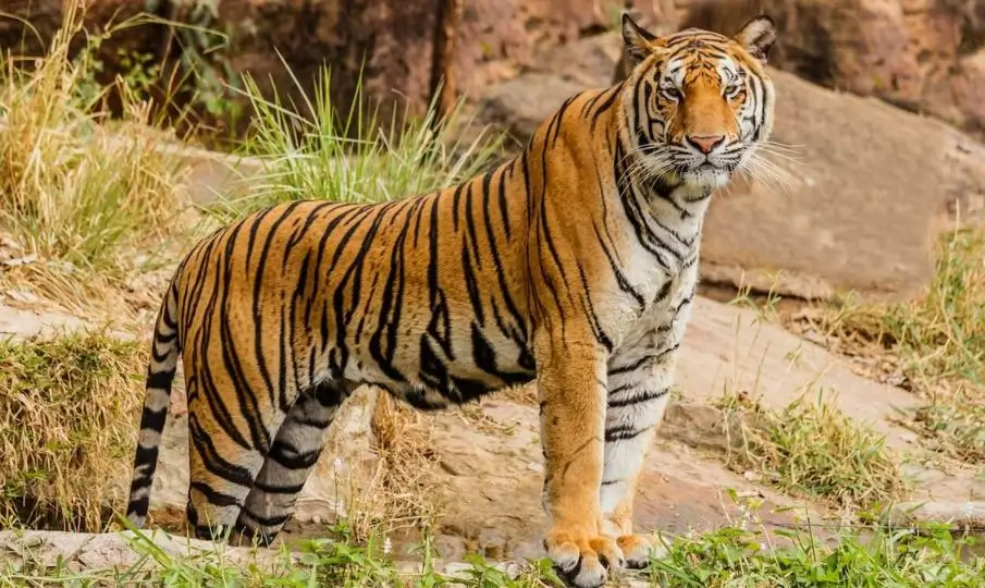 Ranthambore Tiger Safari Booking Guide