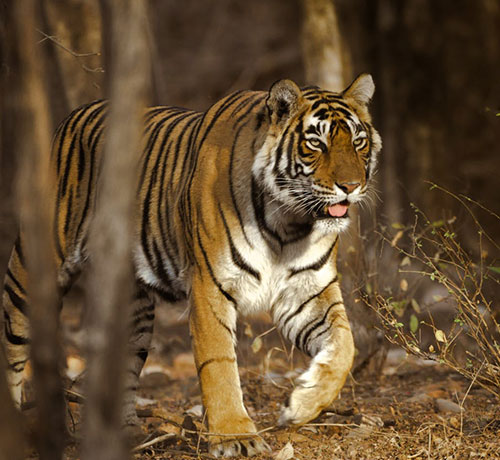 Ranthambore Travel Guide – Tiger Safari, Fort & Wildlife Experiences