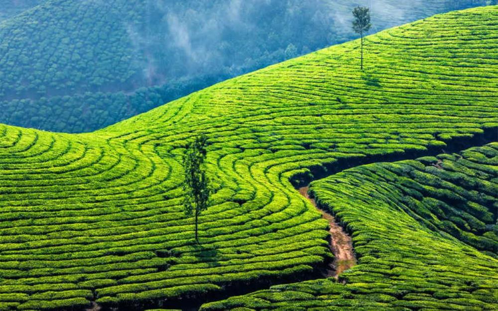 12 Nights 13 Days Tea And Wildlife Trails
