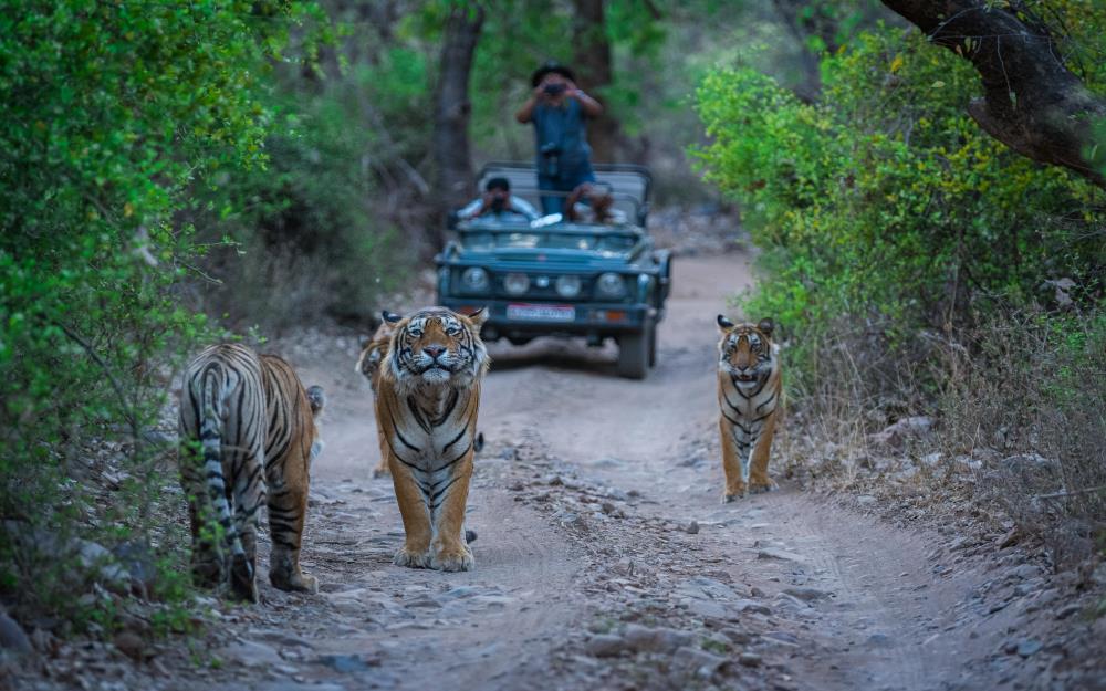 10 Nights 11 Days Rajasthan Wildlife Tour