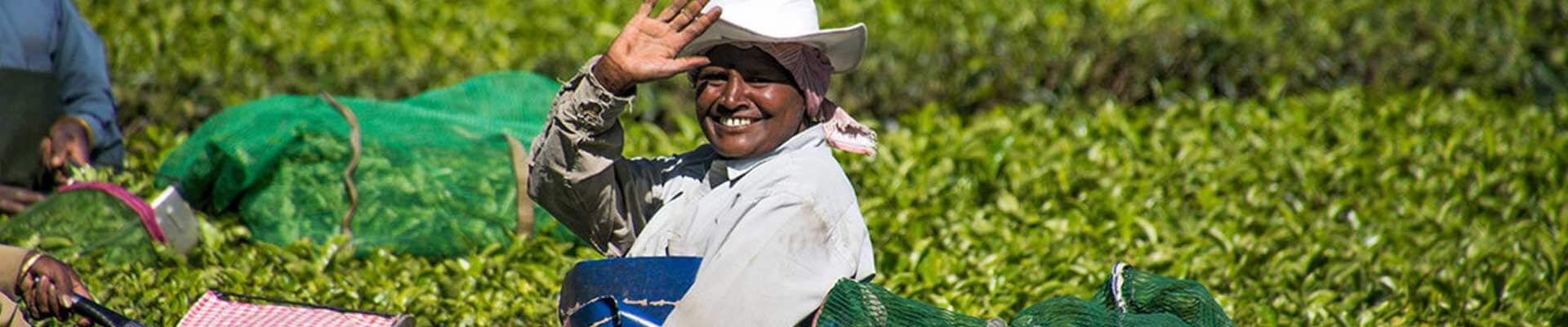 Tea & Wildlife Trails in India | 13-Day Nature Tour