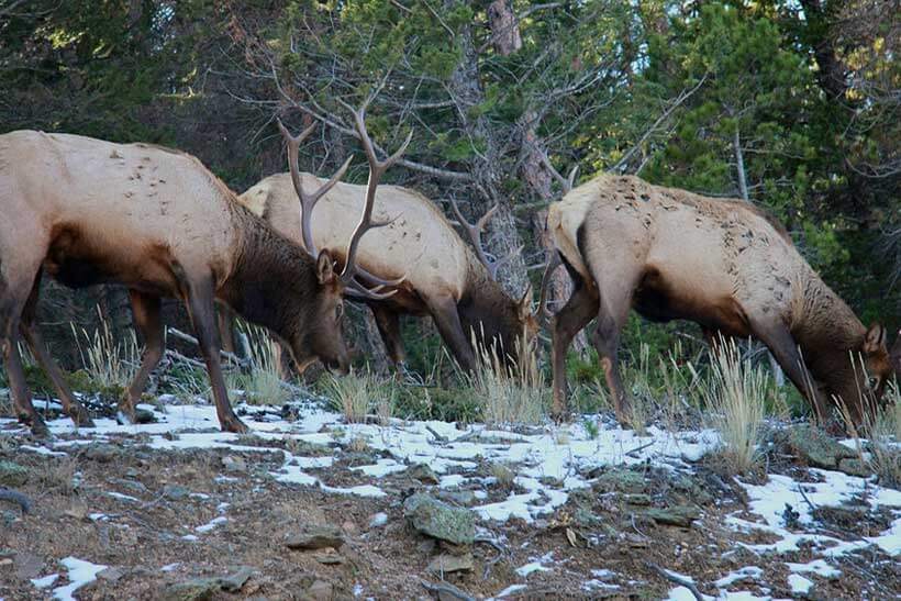 Tea & Wildlife Trails in India | 13-Day Nature Tour