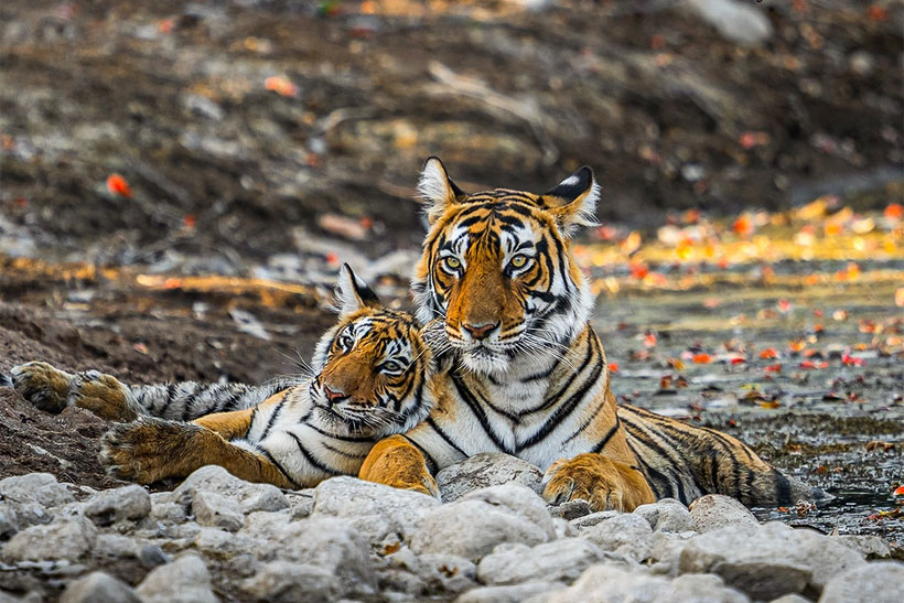 7 Nights 8 Days Golden Triangle Tour With Ranthambore