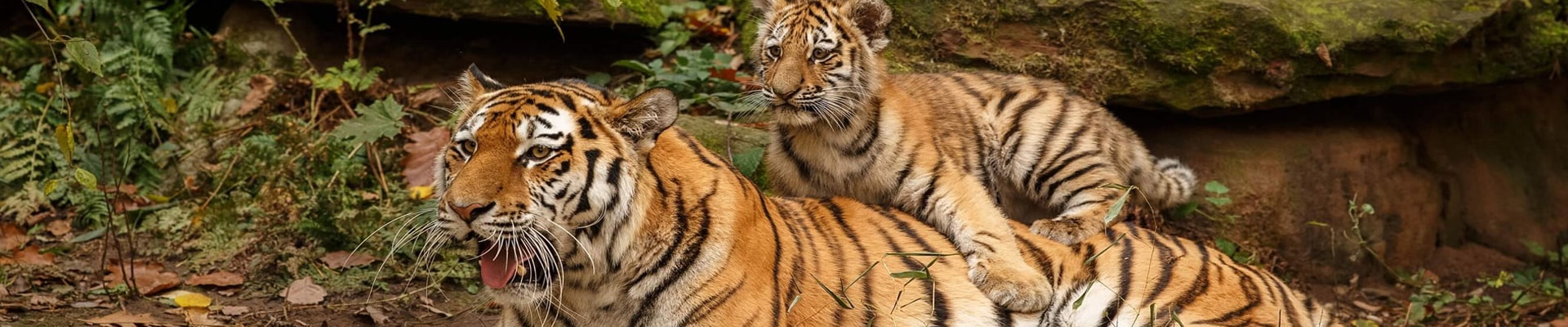 7 Nights 8 Days Golden Triangle Tour With Ranthambore