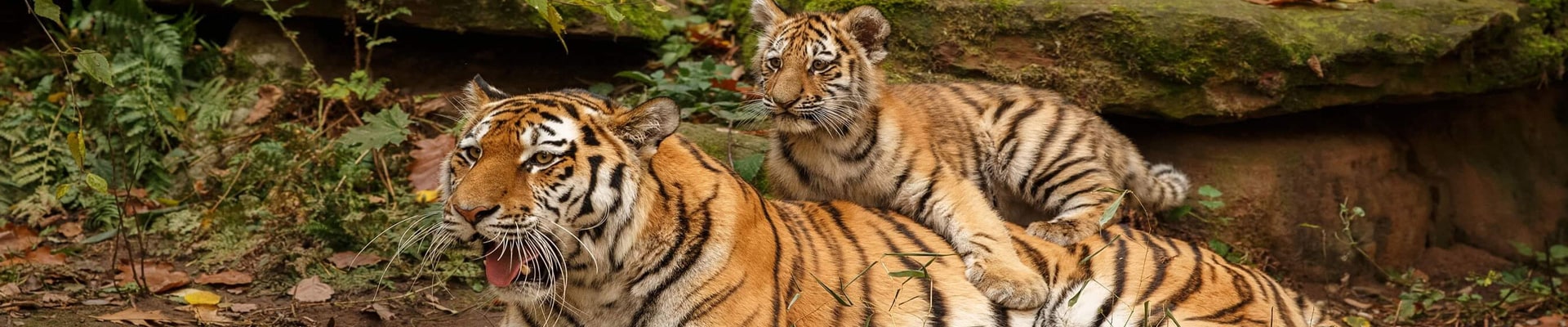 10 Nights 11 Days Rajasthan Wildlife Tour