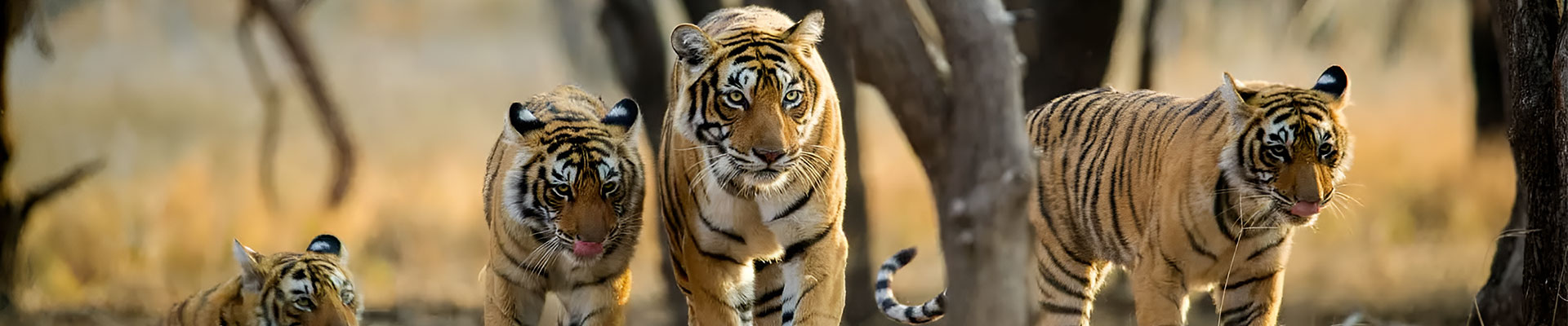 7 Nights 8 Days Golden Triangle Tour With Ranthambore