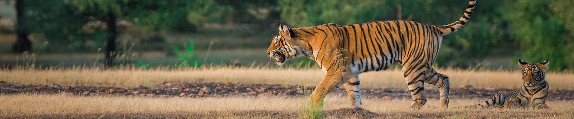 Same Day Jaipur Ranthambore Tour