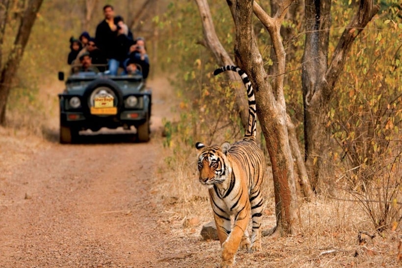 Same Day Jaipur Ranthambore Tour