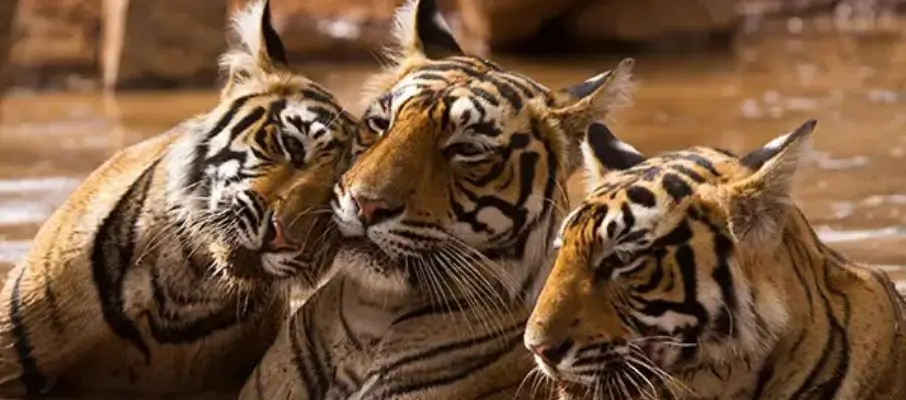 Ranthambore