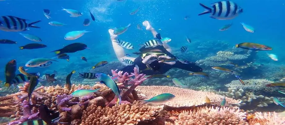 andaman-islands-diving-into-an-underwater-world