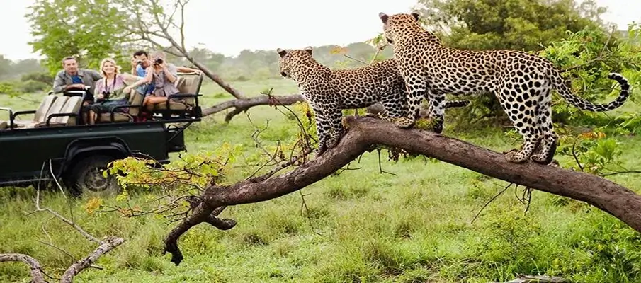 jawai-rajasthan