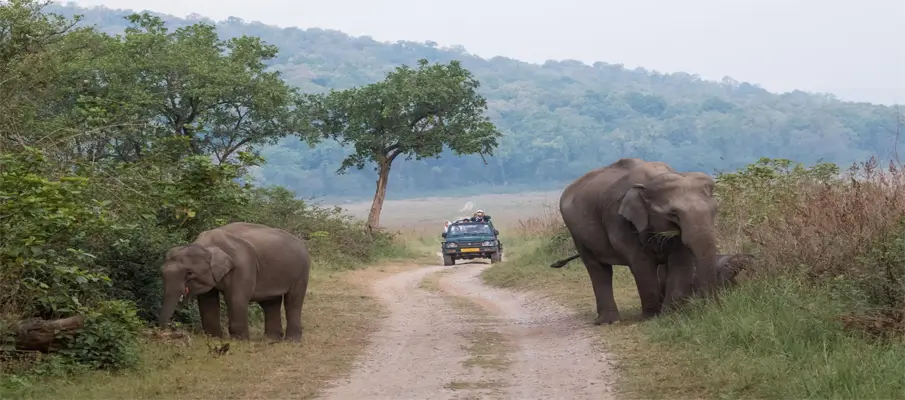 jim-corbett-national-park-wildlife-and-nature-escapes