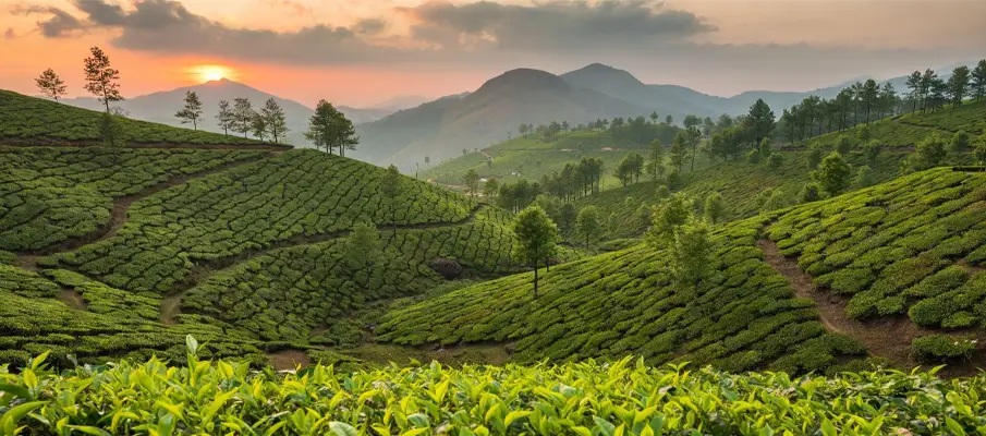 munnar-south-india-green-paradise