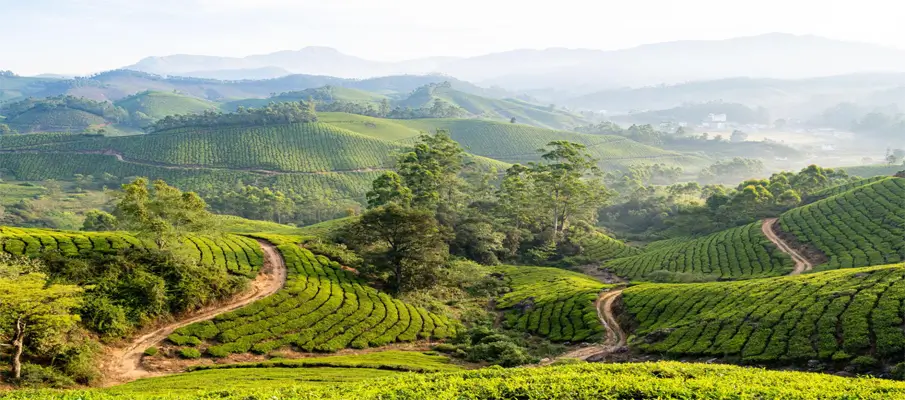 munnar-tea-plantations-and-mountain-landscapes