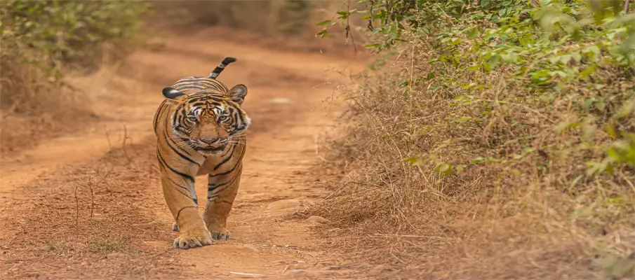 ranthambore-and-jim-corbett-wildlife-adventures