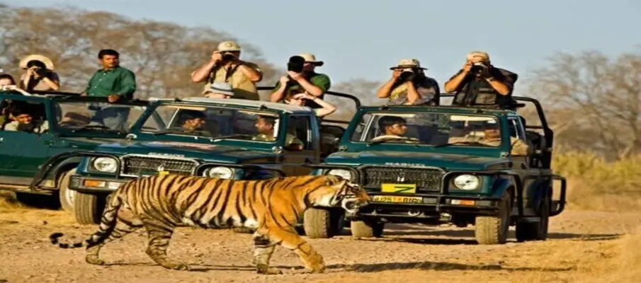 ranthambore-national-park-wildlife-at-its-best