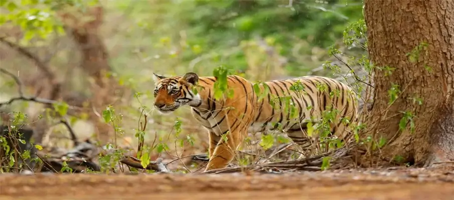ranthambore-wildlife-and-royal-landscapes